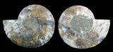 Huge, Polished Ammonite Pair - Agatized #56158-1